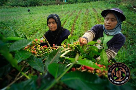 coffee farm in batangas|Coffee in the Philippines Part 1: A Look at the .